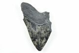Partial, Fossil Megalodon Tooth - Serrated Blade #170601-1